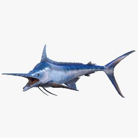 3D Blue Marlin Rigged model